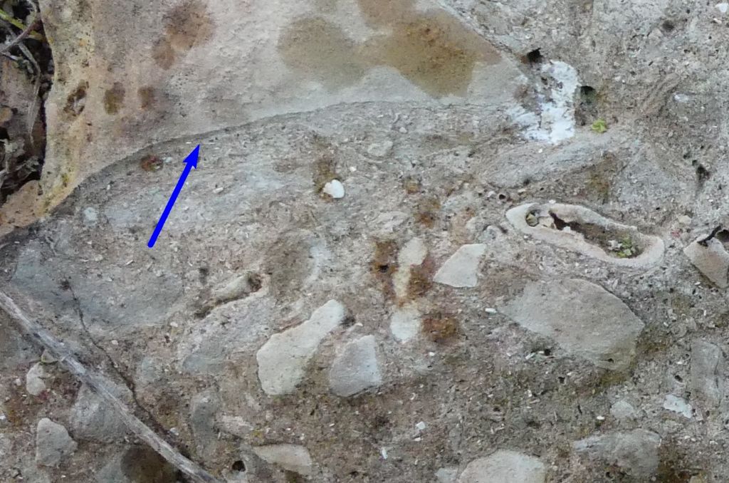 Fossili di ossa o formazione rocciosa?